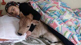 'Rizeli Heidi' bu kez de hasta buzağıyı yatağına aldı!