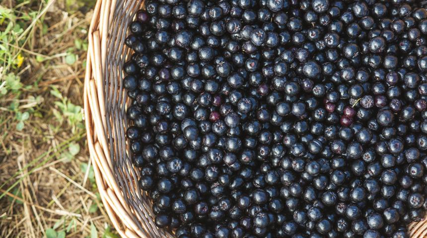 Aronya meyvesi faydaları nelerdir? Aronya meyvesi hangi hastalıklara iyi gelir?