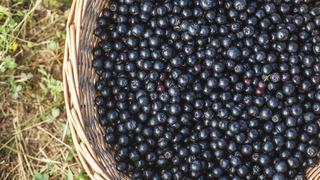 Aronya meyvesi faydaları nelerdir? Aronya meyvesi hangi hastalıklara iyi gelir?