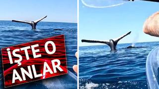 Balina resmen kameralara şov yaptı! Amuda kalkıp poz verdi... Fenomen isim o anları saniye saniye kaydetti