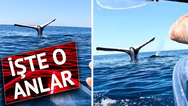 Balina resmen kameralara şov yaptı! Amuda kalkıp poz verdi... Fenomen isim o anları saniye saniye kaydetti