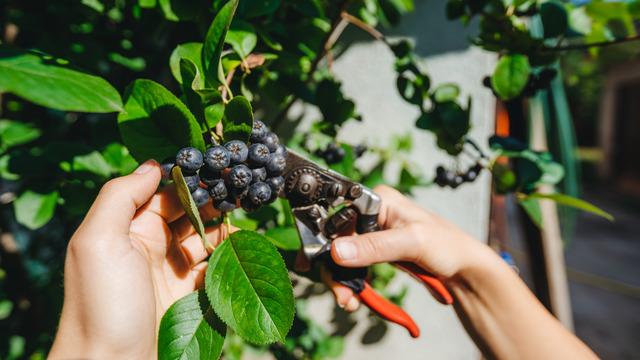 Aronya bitkisi nedir? Aronya Türkiye'de nerede yetişir?