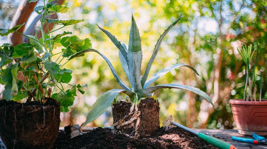 Agave bitkisi nedir, kaç yılda bir açar? Agave Türkiye'de yetişir mi? Agave bitkisi faydaları