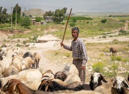 Bakanlıklar, İŞKUR... Hepsi seferber oldu: Türkiye'nin en çok ona ihtiyacı var! 150 bin çoban aranıyor...
