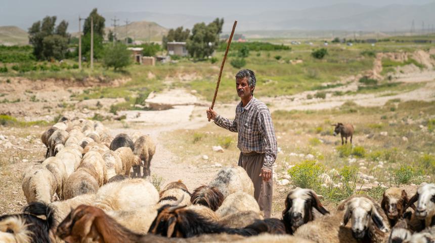 Bakanlıklar, İŞKUR... Hepsi seferber oldu: Türkiye'nin en çok ona ihtiyacı var! 150 bin çoban aranıyor...