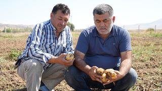 Çiftçiler dertli... Hasat başladı ama 1000 liralık yevmiye ile işçi yok! Üretimi bitirmeyi düşünüyorlar