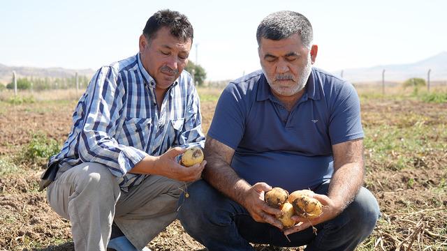 Çiftçiler dertli... Hasat başladı ama 1000 liralık yevmiye ile işçi yok! Üretimi bitirmeyi düşünüyorlar