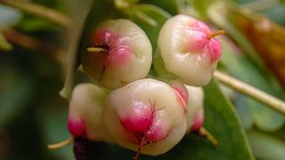 Guava nedir, nasıl yenir? Guava meyvesi faydaları nelerdir?