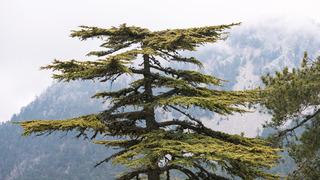 Sedir ağacının faydaları ve özellikleri nelerdir? Sedir ağacı nerede yetişir?