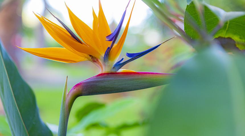 Cennet kuşu çiçeği nedir, özellikleri nelerdir? Cennet kuşu çiçeği evde yetişir mi? Cennet kuşu çiçeği bakımı