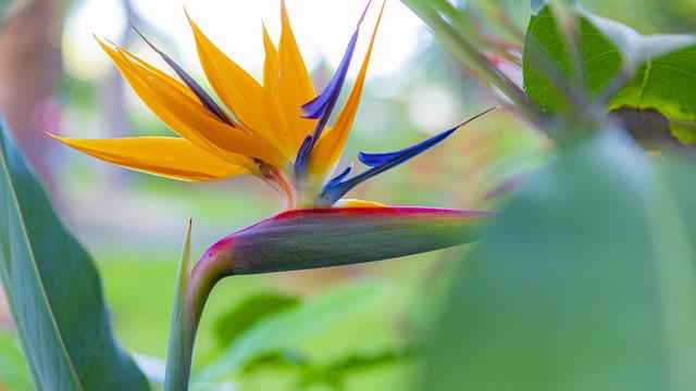 Cennet kuşu çiçeği nedir, özellikleri nelerdir? Cennet kuşu çiçeği evde yetişir mi? Cennet kuşu çiçeği bakımı