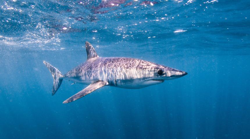 Mako cinsi köpek balığı nedir, özellikleri nelerdir? Mako cinsi köpek balığı insana saldırır mı?