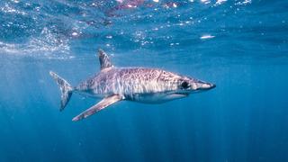 Mako cinsi köpek balığı nedir, özellikleri nelerdir? Mako cinsi köpek balığı insana saldırır mı?
