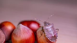 Kokarca böceği nedir, tehlikeli midir? Kahverengi kokarca böceği zararları