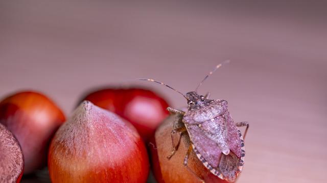 Kahverengi kokarca böceği nasıl yok edilir? Kahverengi kokarca böceği ile mücadele yöntemleri
