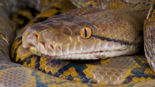 Ağlı piton yılanı nedir, özellikleri nelerdir? Ağlı piton nerede yaşar?