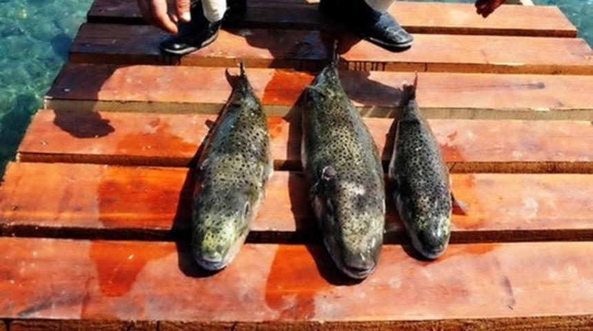 S&uuml;r&uuml;ler halinde ağlara takılıyor! Balık&ccedil;ılar tedirgin