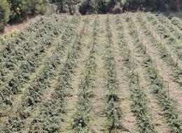 Özel izin aldı: Fidanlarını dikmeden Ankaralı bir şirketle anlaştı... "Bu kadar kıymetli olduğunu bilmiyorduk"