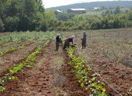 'Bu kadar kıymetli olduğunu bilmiyorduk' Deneme amaçlı yaptı! Siparişlere yetişemiyor
