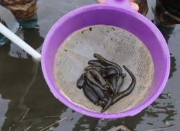 Bakmaya bile cesaret ister! Onlar tedavide kullanıyor: Sülük ihracatından 9 milyon TL gelir