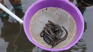 Bakmaya bile cesaret ister! Onlar tedavide kullanıyor: Sülük ihracatından 9 milyon TL gelir