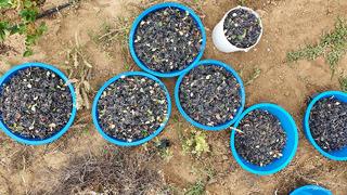 Süper meyve olarak biliniyor... Her derde deva! Tanıtmak için 350 lira yerine 200 liradan satışa sunuldu... İç Anadolu'da sadece o üretiyor