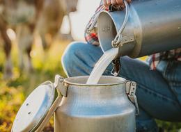 Fiyatlar artmazsa anaç hayvanlar kesilecek... Üretici memnun değil! “Çiğ süt fiyatı 18 lira olmalı”