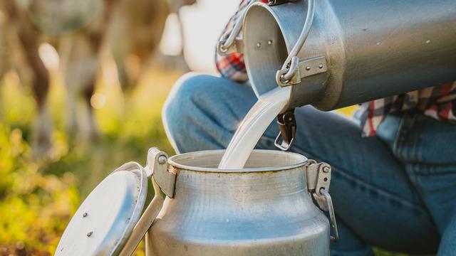 Fiyatlar artmazsa anaç hayvanlar kesilecek... Üretici memnun değil! “Çiğ süt fiyatı 18 lira olmalı”