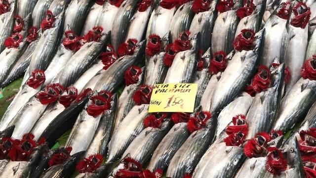 'Bu sene fiyatlar düşecek' Bolluk var, çeşit de artıyor! Balıkçılar 1 ay sonrasını işaret etti: Kimse merak etmesin