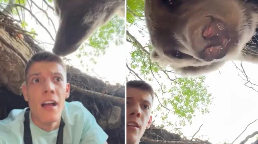 Ayının mağarasına gizlice girmeye çalışırken suçüstü yakalandı! Bir anda karşısında görünce ne yapacağını şaşırdı... "Nefes bile alamazdım"