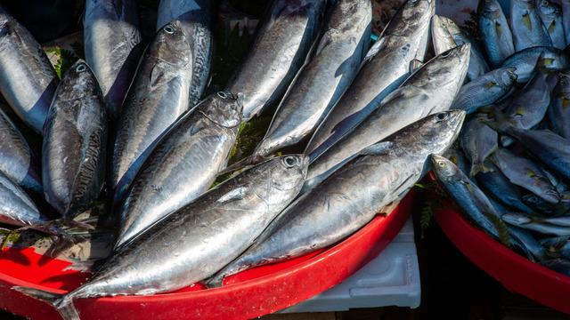 Palamut faydaları nelerdir? Neye iyi gelir? Hangi vitaminler var?