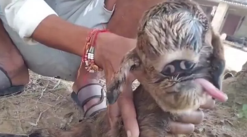 Hindistan'da yapışık gözlü doğan keçi tüm köyü heyecanlandırdı! Görmek için uzun kuyruklar oluştu... "Bunun uzaylı olduğuna yemin edebilirim"