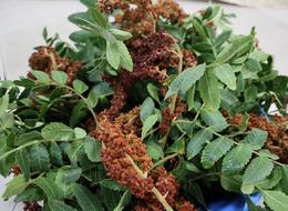 'Hayatımıza girişi enteresan' Yurt içi ve yurt dışında talep çok 'Üretimde büyük açık var' deyip herkesi yapmaya davet etti