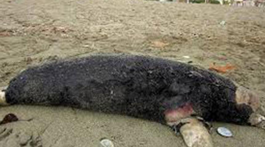 İlk kez görüldü! Her şey bir fok balığının köpek ısırınca ortaya çıktı... Kuduz virüsü bu sefer de deniz canlılarına bulaştı