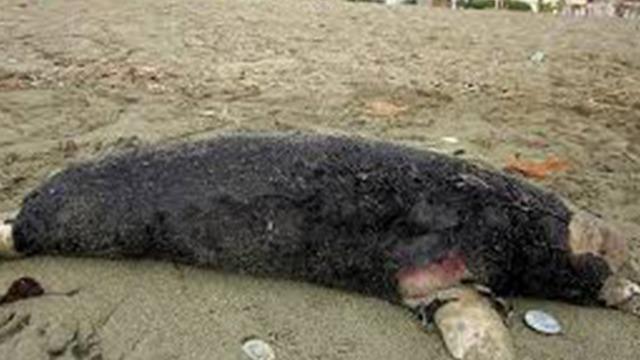 İlk kez görüldü! Her şey bir fok balığının köpek ısırınca ortaya çıktı... Kuduz virüsü bu sefer de deniz canlılarına bulaştı