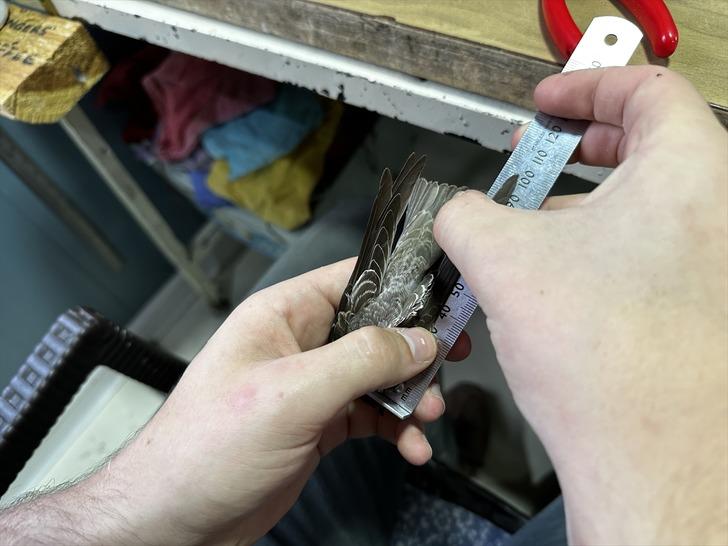 Belçikalı uzmanlar Iğdır'a gelip tek tek inceledi! "Daha önce görmediğim türler açısından önemli bir yer" G3