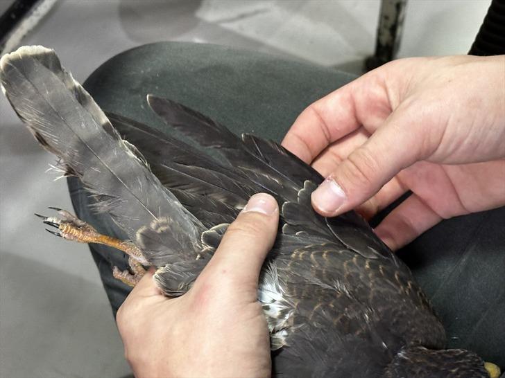 Belçikalı uzmanlar Iğdır'a gelip tek tek inceledi! "Daha önce görmediğim türler açısından önemli bir yer" G4