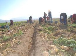 Kışlık ve yazlık patates aynı anda hasat edildi... Fiyatı 4 lira birden düştü! Tüketicinin yüzü bu sene gülecek