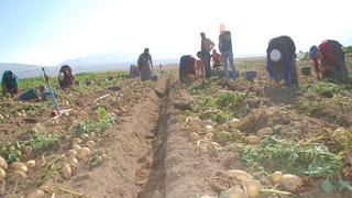 Kışlık ve yazlık patates aynı anda hasat edildi... Fiyatı 4 lira birden düştü! Tüketicinin yüzü bu sene gülecek