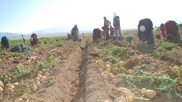 Kışlık ve yazlık patates aynı anda hasat edildi... Fiyatı 4 lira birden düştü! Tüketicinin yüzü bu sene gülecek
