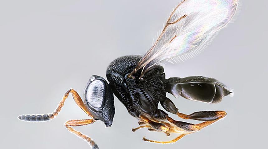 Samuray arısı nedir? Samuray arısı ne işe yarar, özellikleri nelerdir?