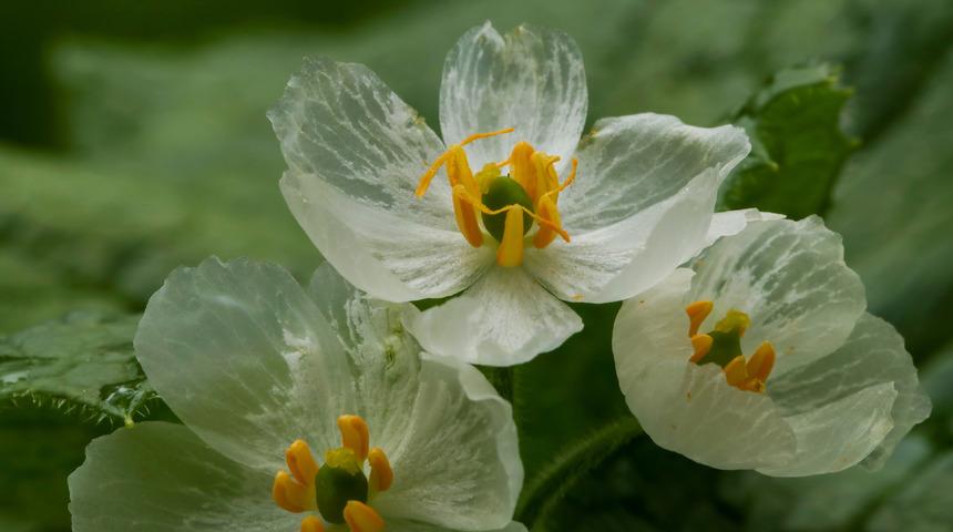 İskelet çiçeği nedir, özellikleri nelerdir? İskelet çiçeği nasıl yetiştirilir?
