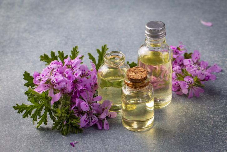 Itır çiçeği nasıl yetiştirilir, bakımı nasıl yapılır? Itır çiçeği bakımı, özellikleri ve faydaları