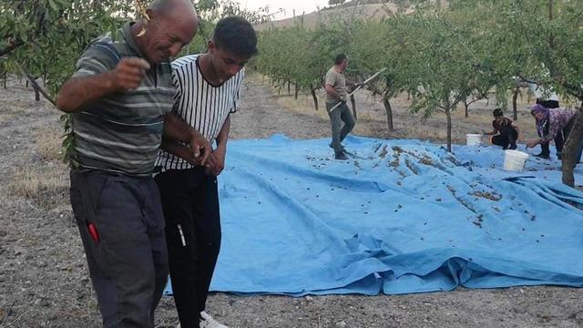 Yozgat'ta çiftçi yüksek verim alınca dayanamayıp halay çekti! Kilosu 200 lira: İlk verimini 3 yıl sonra alınca vatandaştan rica etti! 