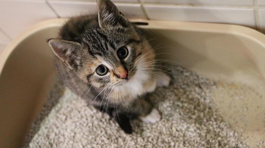 Evde kedi kumu yoksa ne yapılır, yerine ne kullanılır? Kedi kumu yerine normal kum veya toprak olur mu?