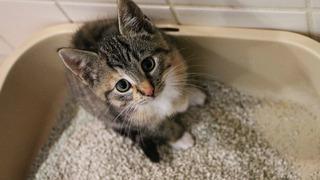 Evde kedi kumu yoksa ne yapılır, yerine ne kullanılır? Kedi kumu yerine normal kum veya toprak olur mu?