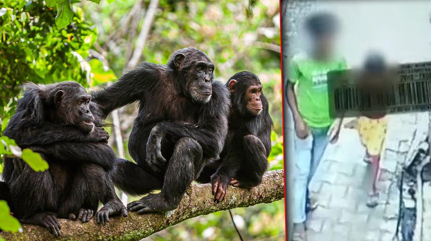 Tecavüzcü sapık bunu beklemiyordu! 6 yaşındaki kızı soydu, maymunlar devreye girince korkup topukladı