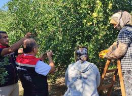 Gıda ve ilaç sanayisi dört gözle onu bekliyor! Bir ağaçtan 30 kilo çıkıyor