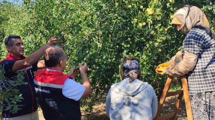 Gıda ve ilaç sanayisi dört gözle onu bekliyor! Bir ağaçtan 30 kilo çıkıyor