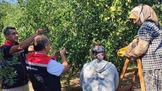 Gıda ve ilaç sanayisi dört gözle onu bekliyor! Bir ağaçtan 30 kilo çıkıyor